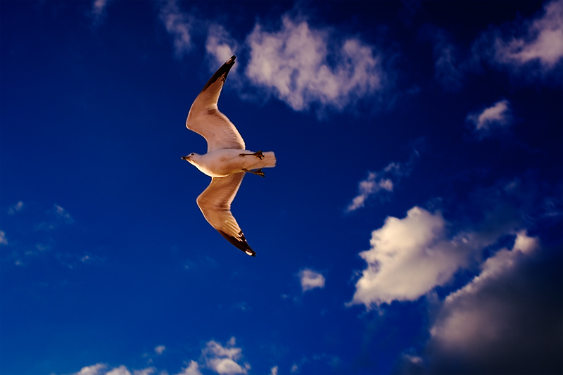 Shaolin Glider
