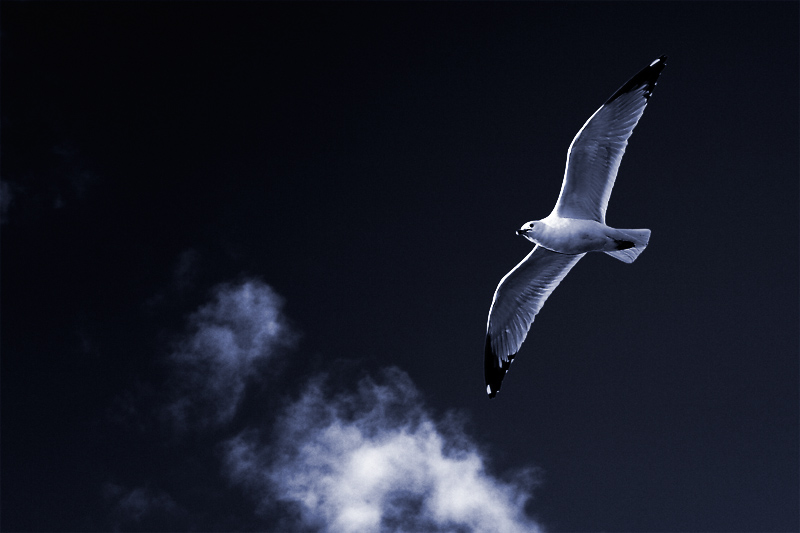 Wingspan