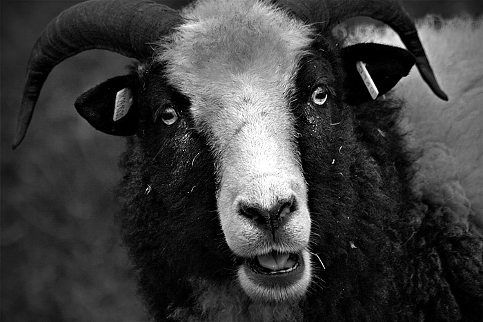 What Ewe Lookin' At?