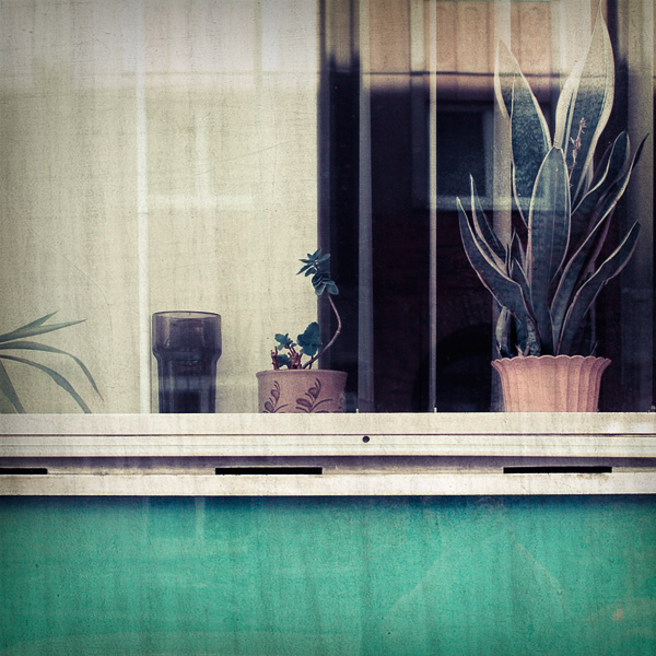 Wallflowers