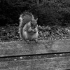 Tiny & Gustav